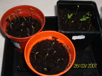 tom-seedlings-4-days-old.jpg