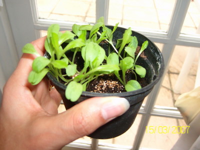 transplanted-lettuce-1.jpg